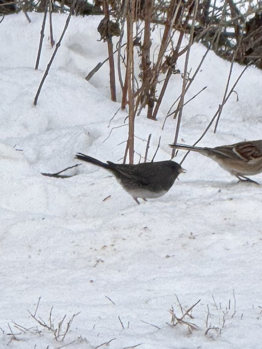 strnadec zimní - ML646448087