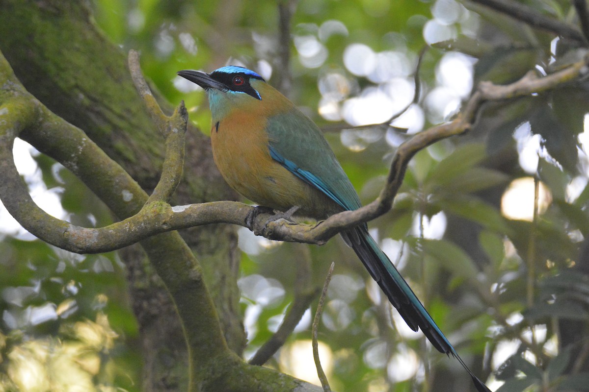 Lesson's Motmot - ML646448089