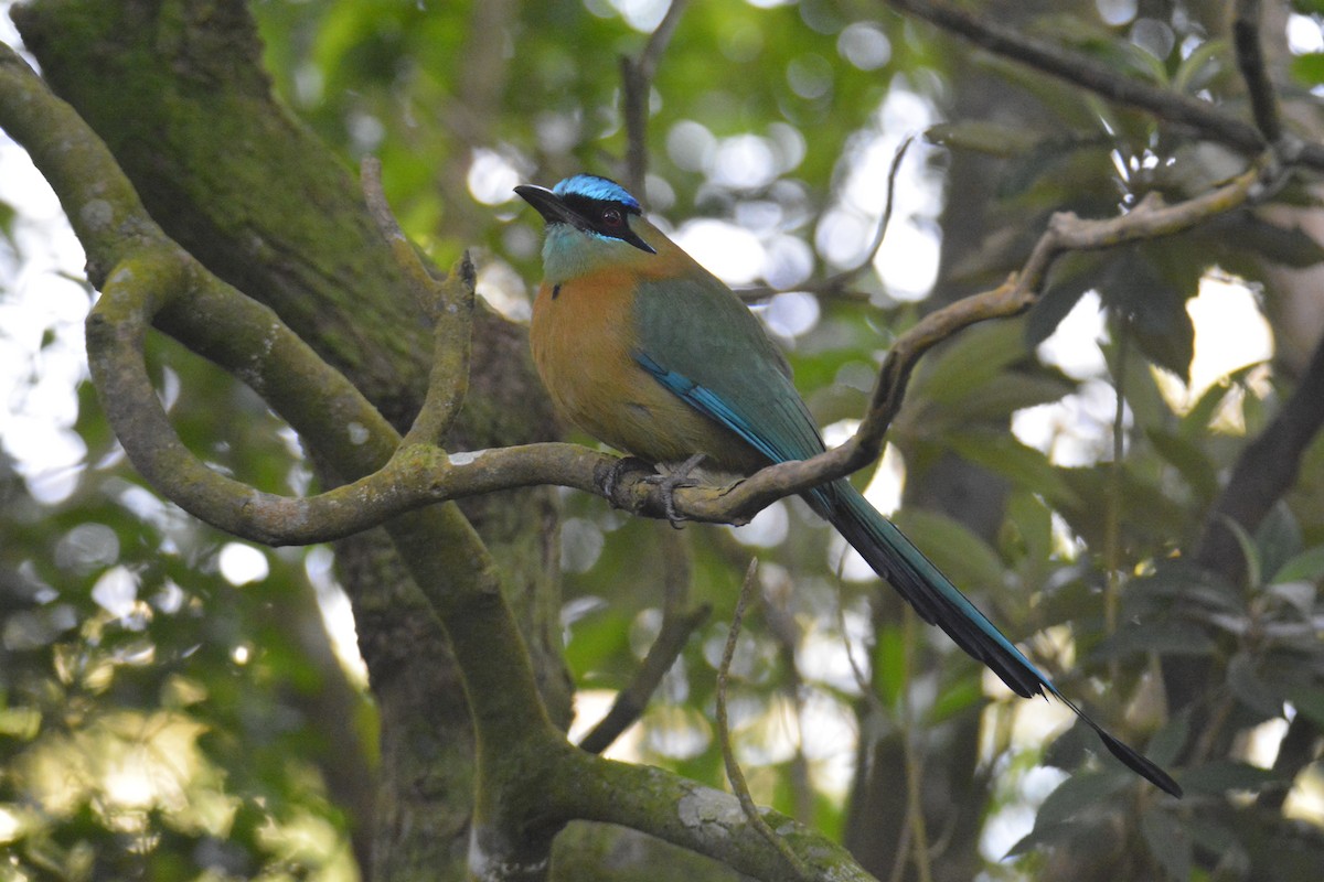 Lesson's Motmot - ML646448090