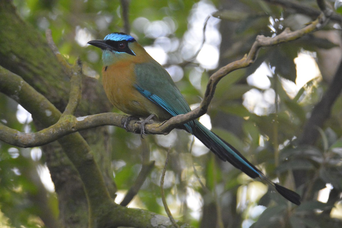 Lesson's Motmot - ML646448091