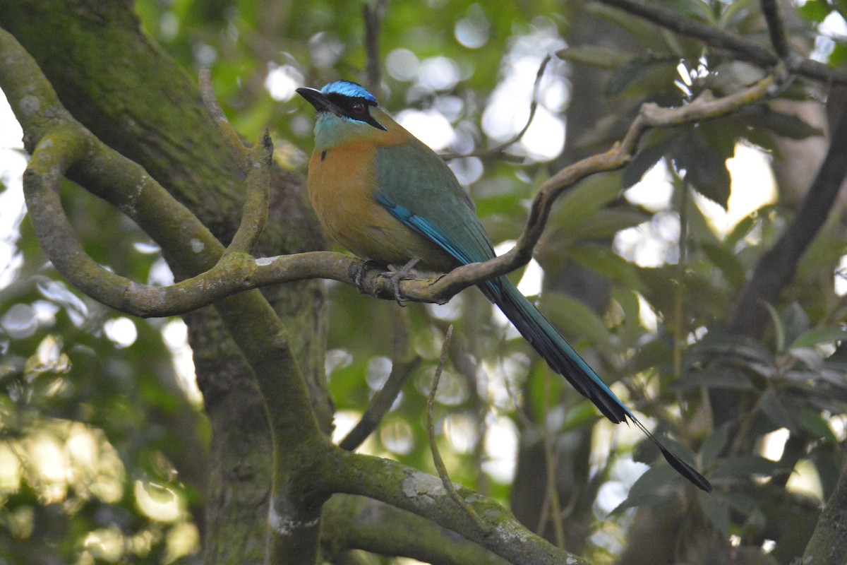 Lesson's Motmot - ML646448092