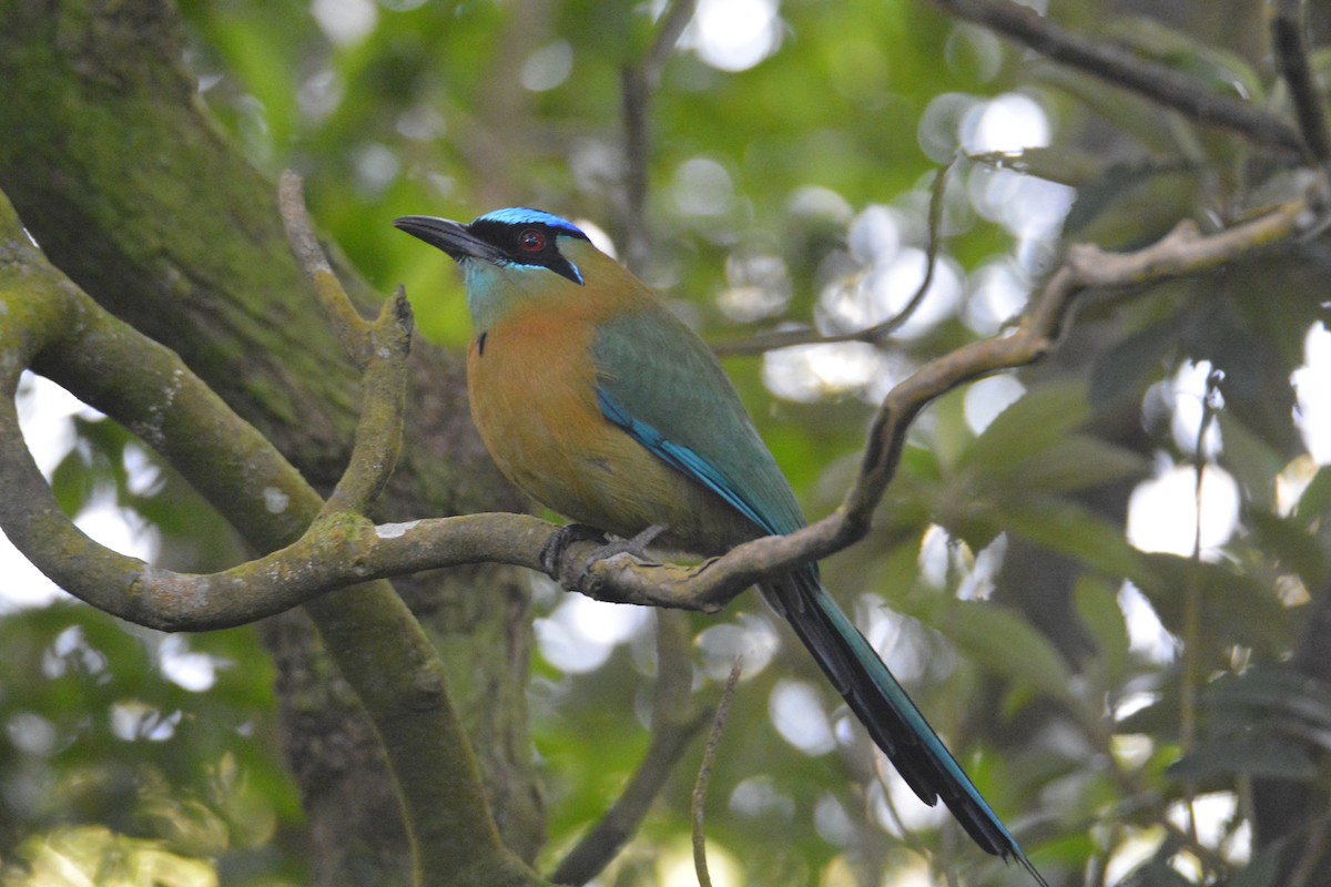 Lesson's Motmot - ML646448093