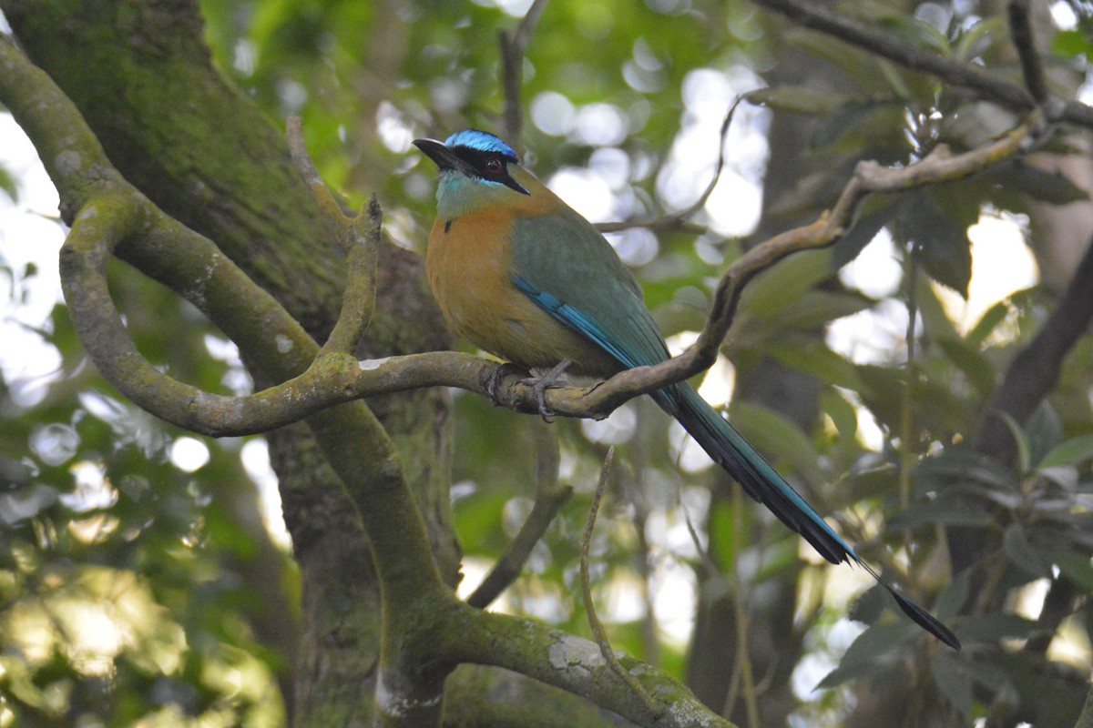 Lesson's Motmot - ML646448094