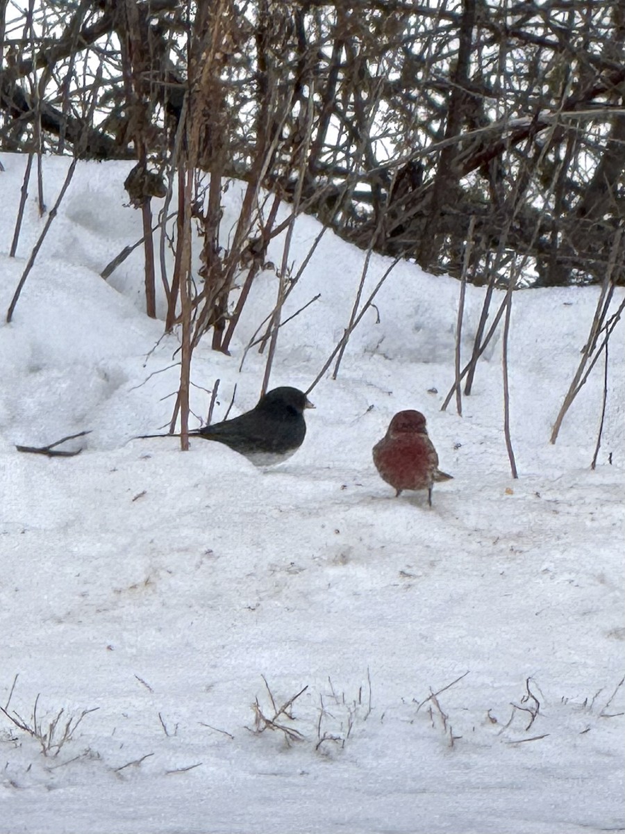 strnadec zimní - ML646448096