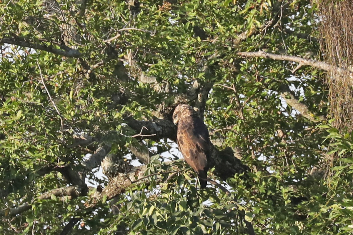 Culebrera Coliblanca - ML646448101