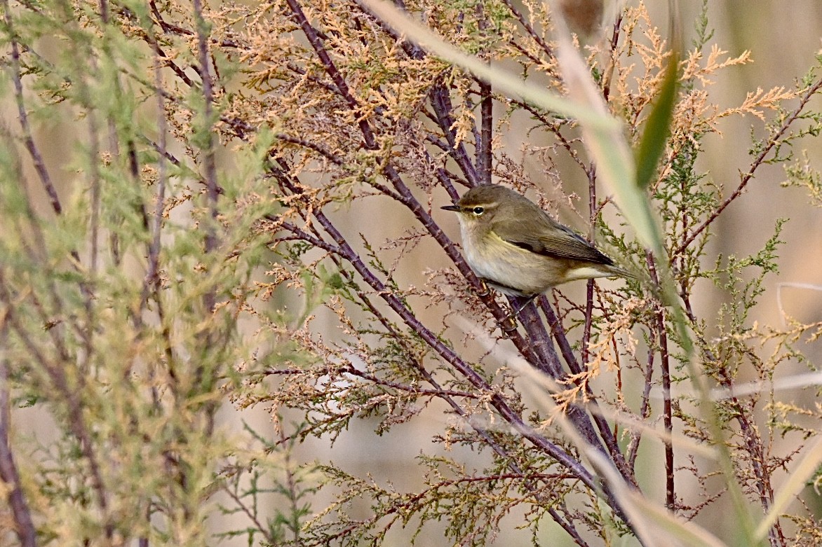 Common Chiffchaff - ML646448102