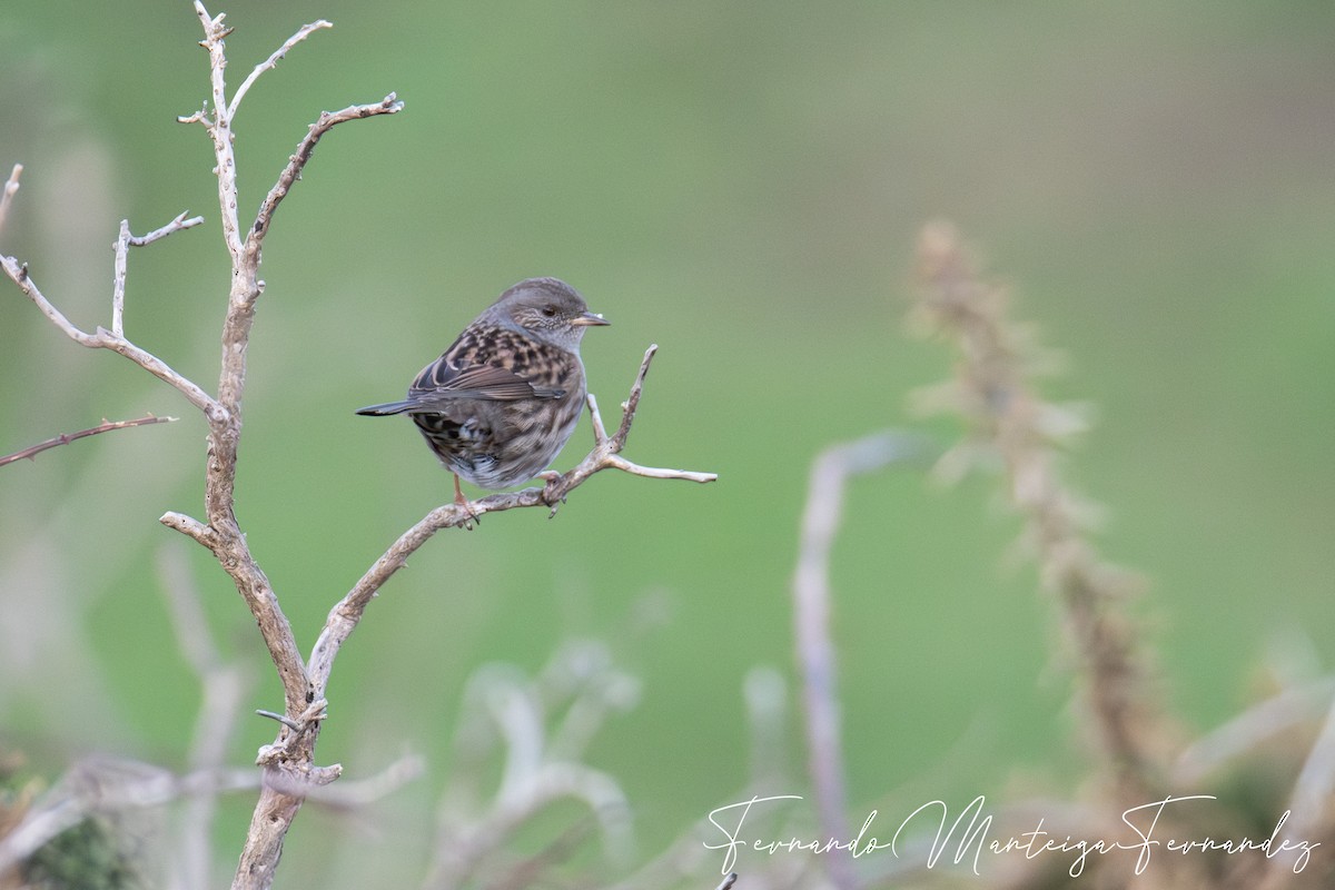 סתרי מצוי - ML646448104