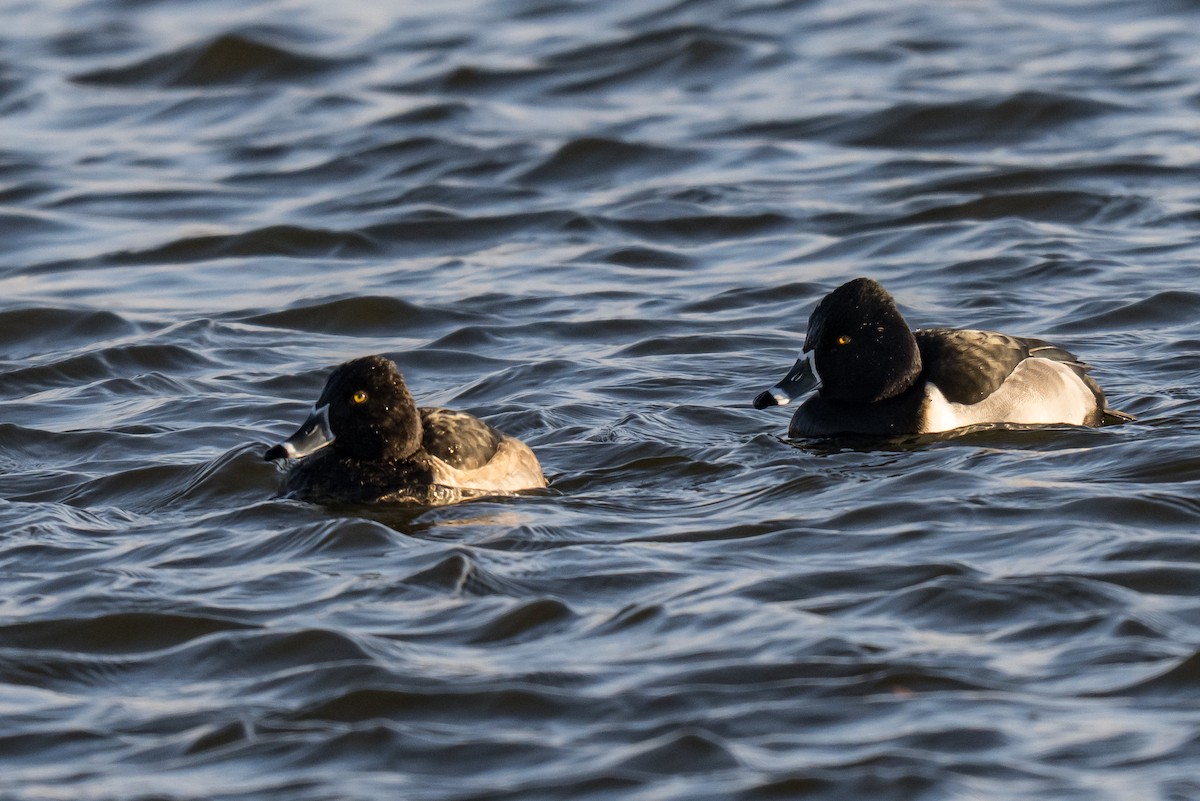 Halkalı Patka - ML646448106