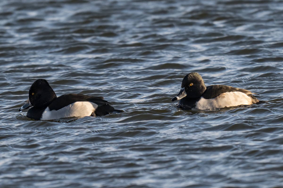 Halkalı Patka - ML646448108