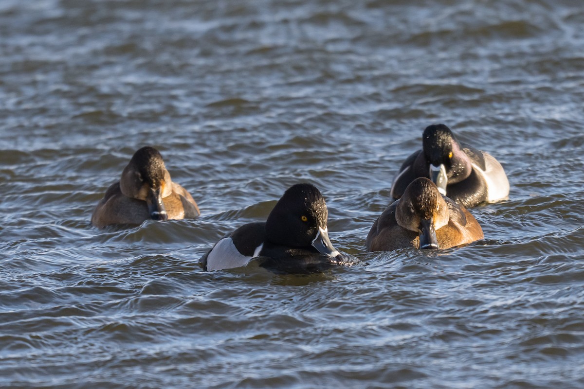 Halkalı Patka - ML646448109