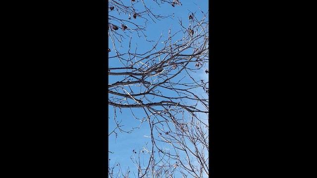 Дятел пухнастий - ML646448110