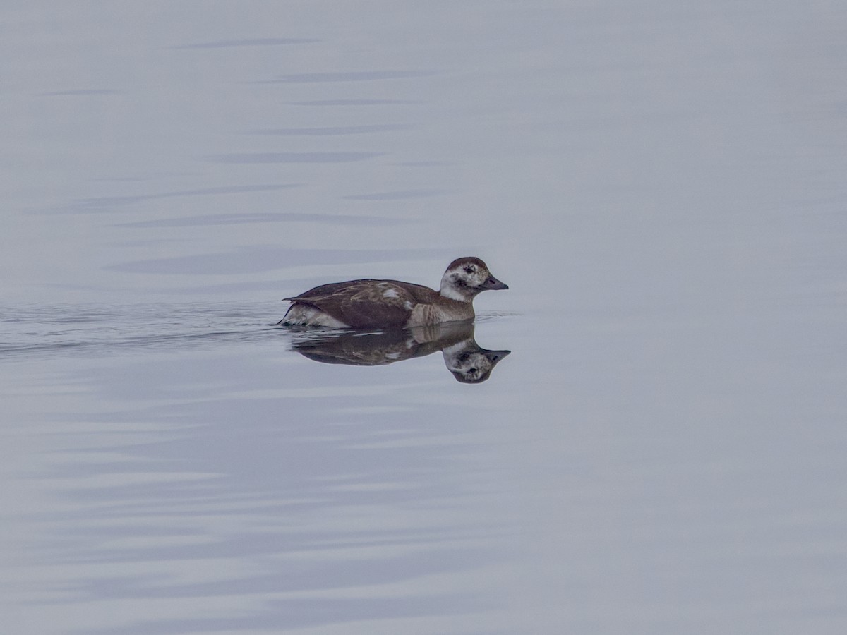 Long-tailed Duck - ML646448111
