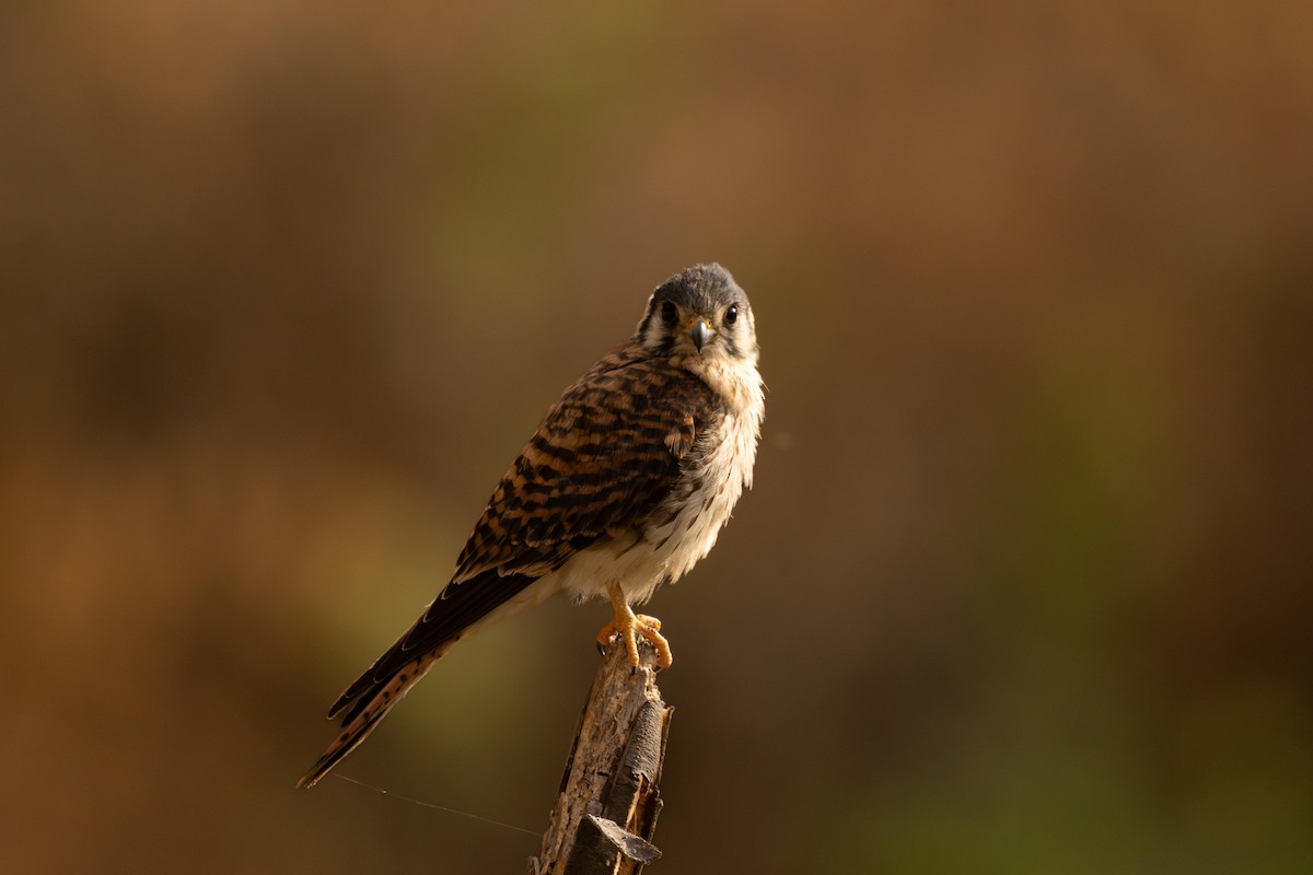 American Kestrel - ML646448112