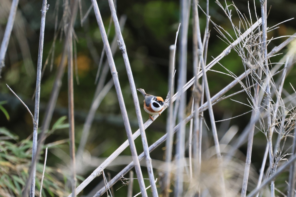 紅頭山雀 - ML646448113