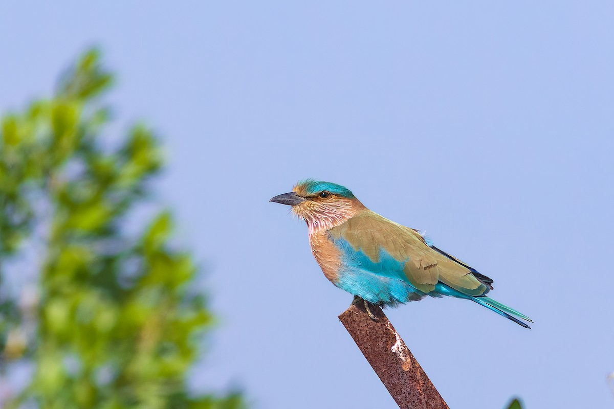 Indian Roller - ML646448115