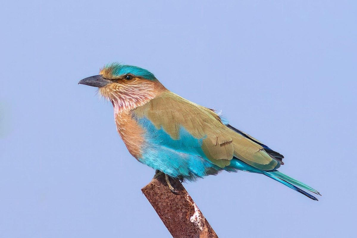 Indian Roller - ML646448116
