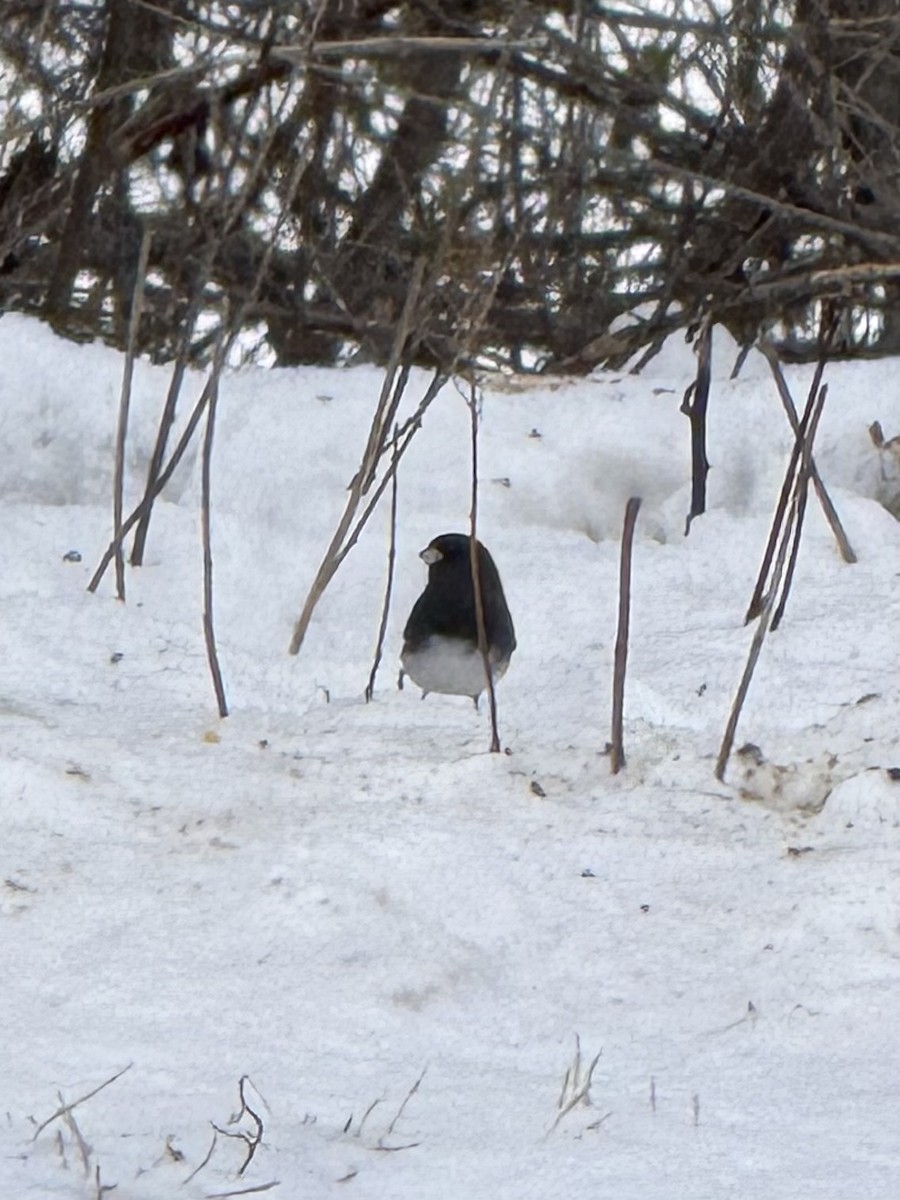 Dark-eyed Junco - ML646448117