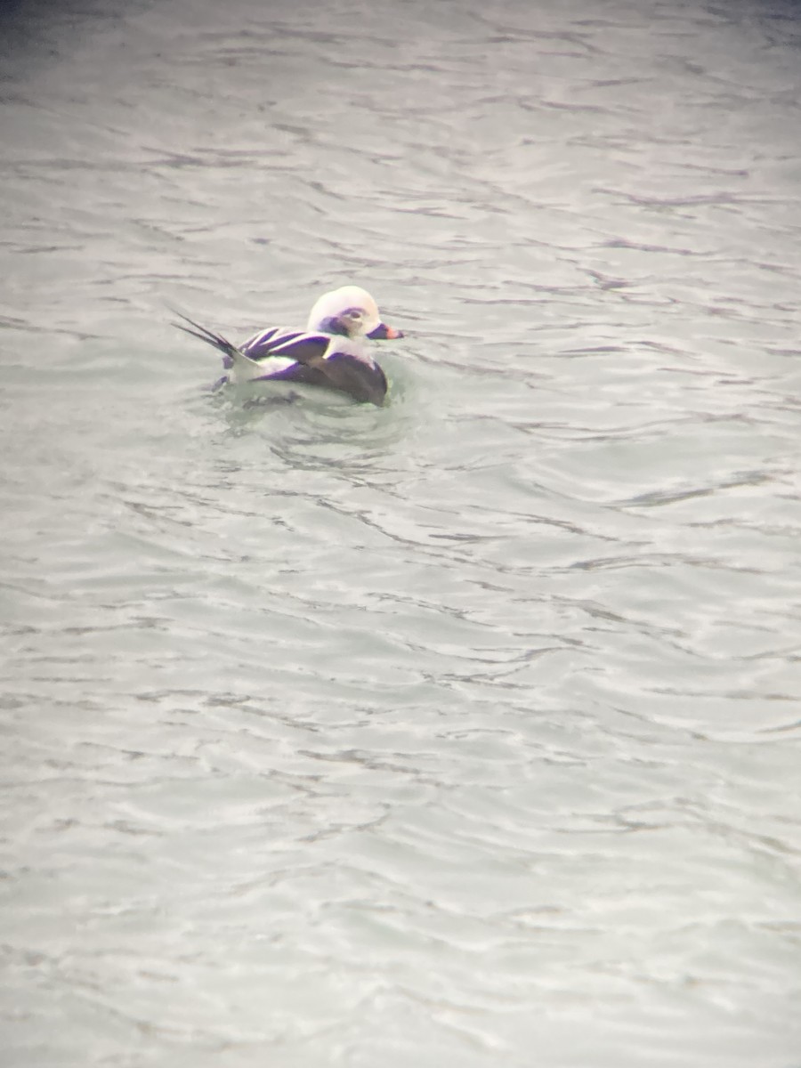 長尾鴨 - ML646448118