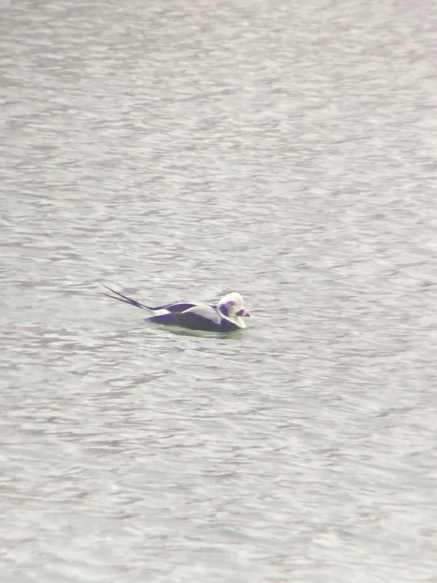 長尾鴨 - ML646448119