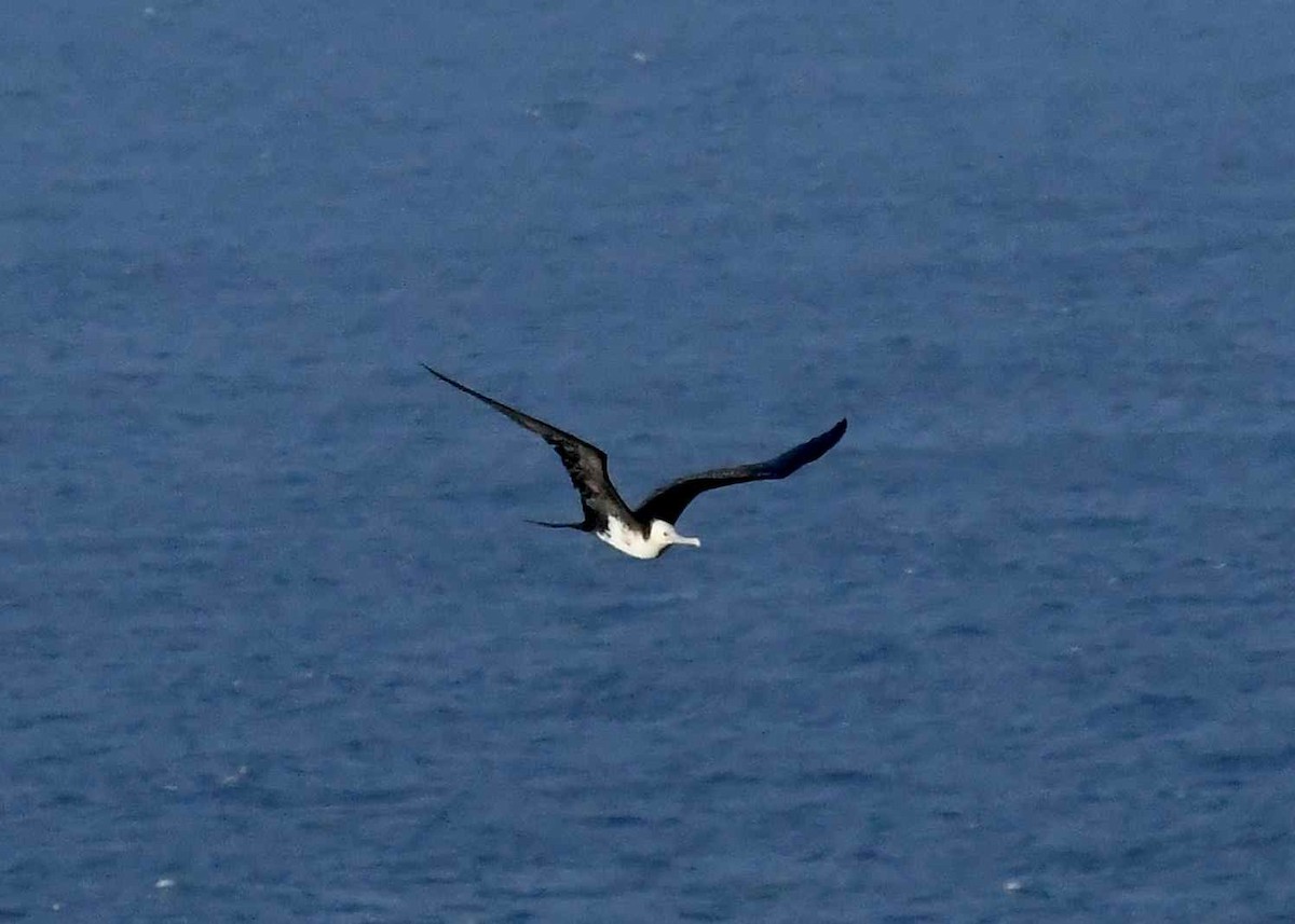 storfregattfugl - ML646448120