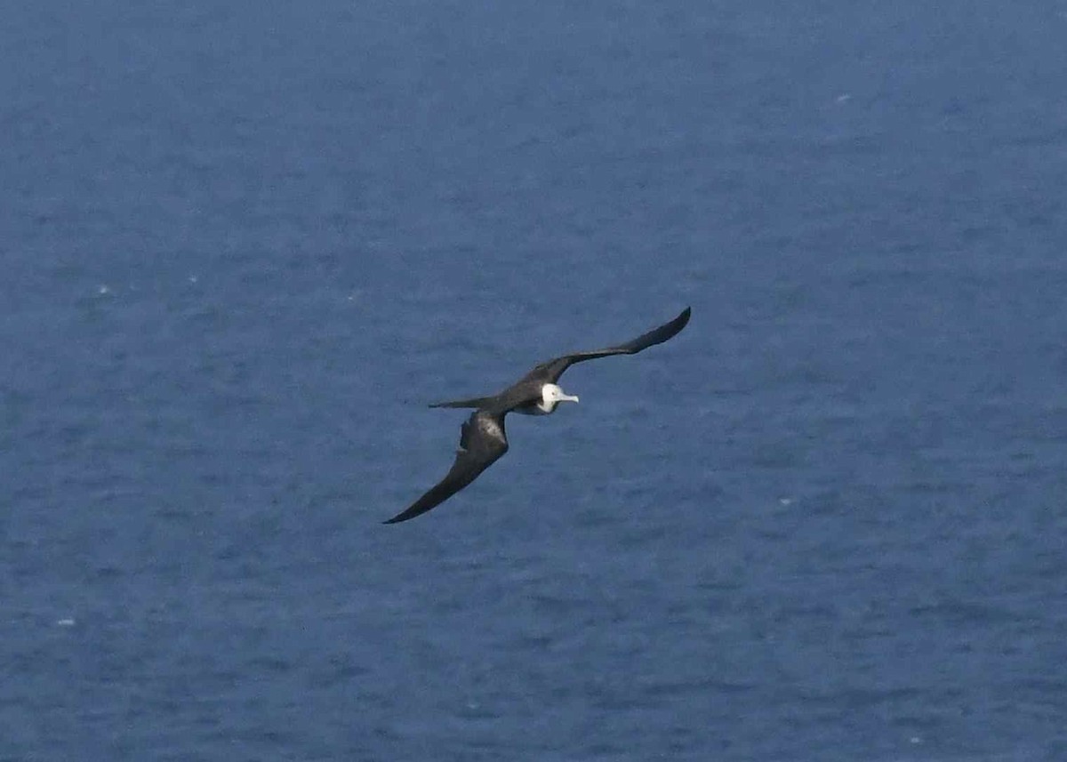 storfregattfugl - ML646448121