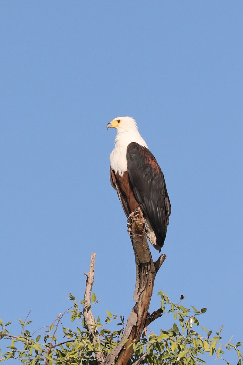 African Fish-Eagle - ML646448122