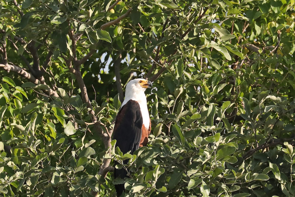 African Fish-Eagle - ML646448123