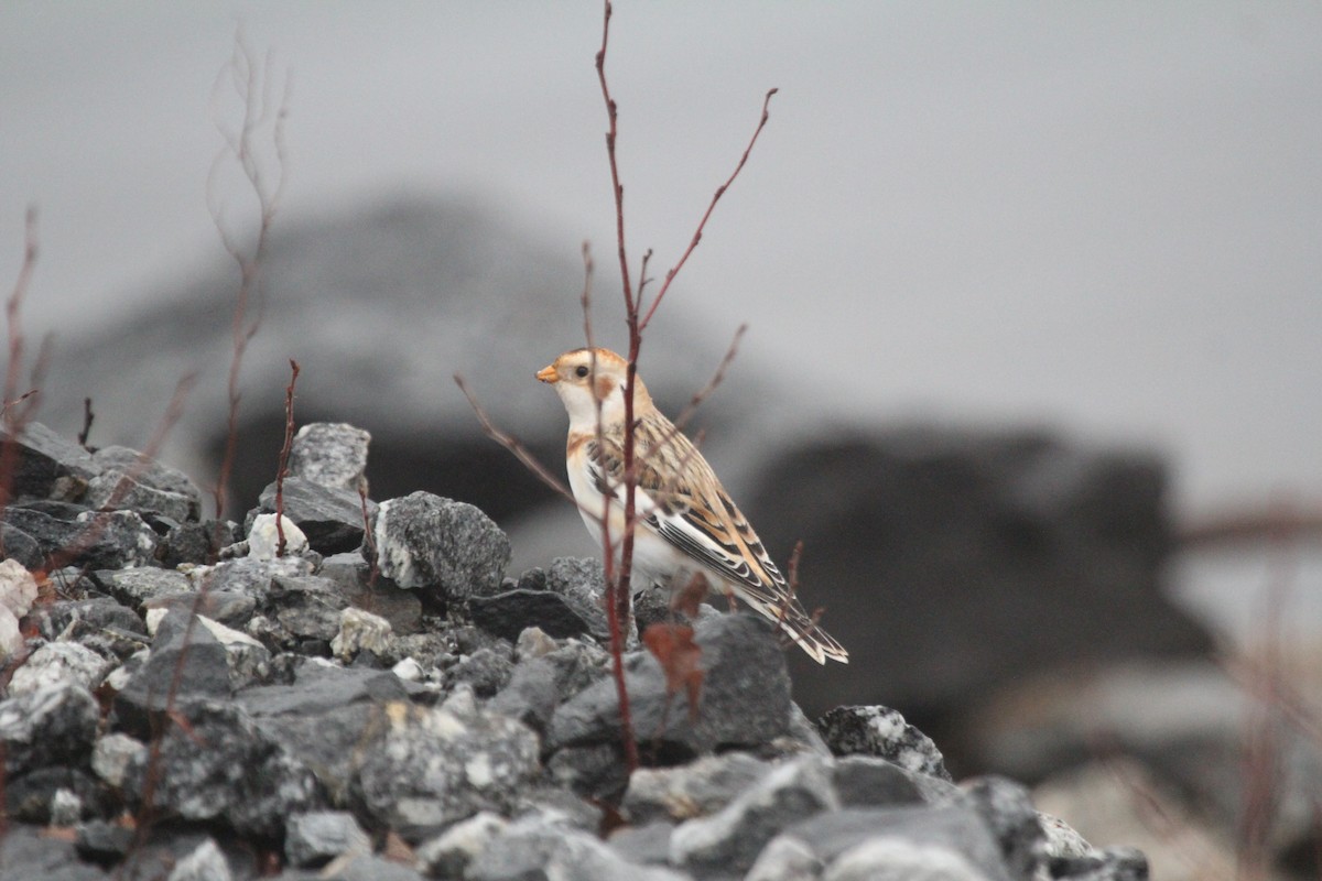 雪鵐 - ML646448124