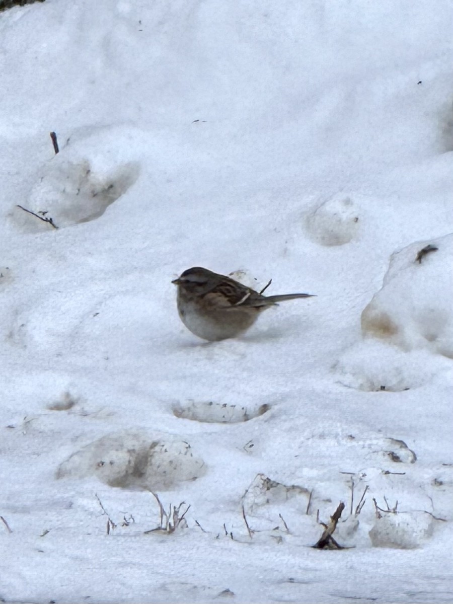 American Tree Sparrow - ML646448125