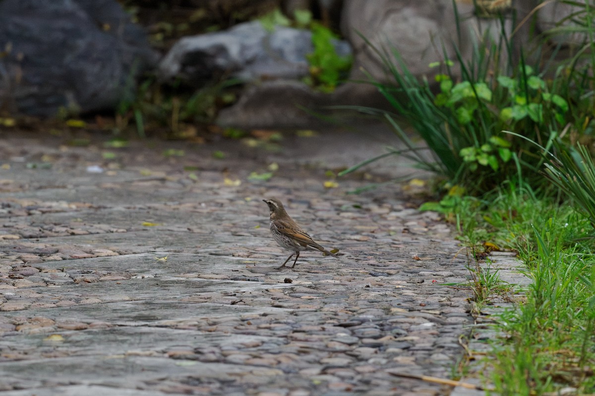 斑點鶇 - ML646448128