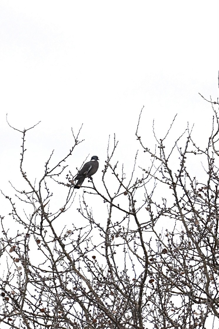 Common Wood-Pigeon - ML646448130