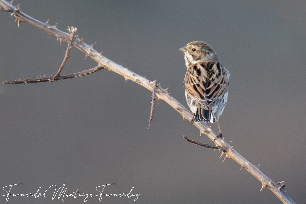 蘆鵐 - ML646448131