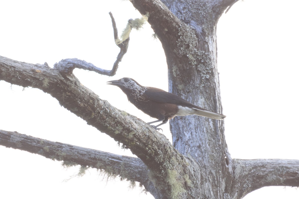 星鴉 - ML646448132