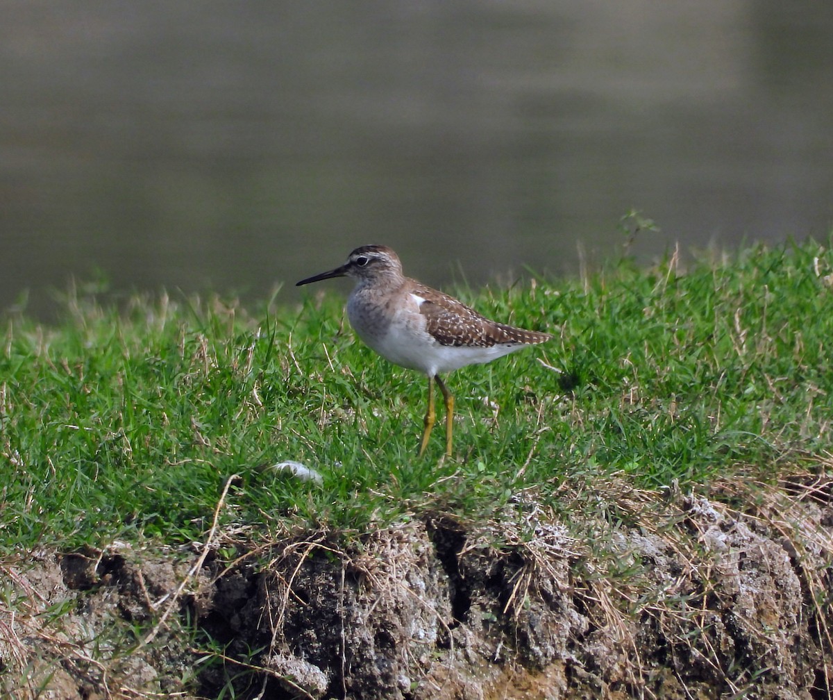 鷹斑鷸 - ML646448133