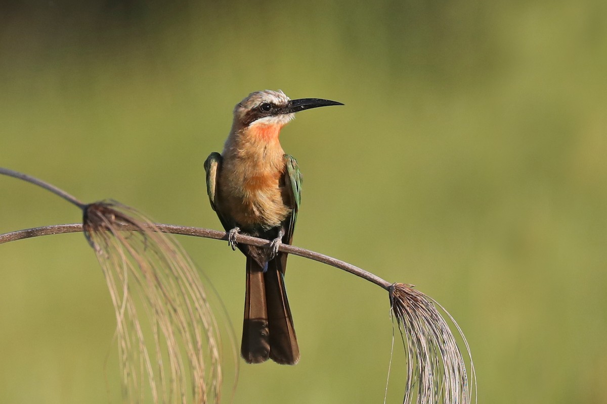 White-fronted Bee-eater - ML646448134
