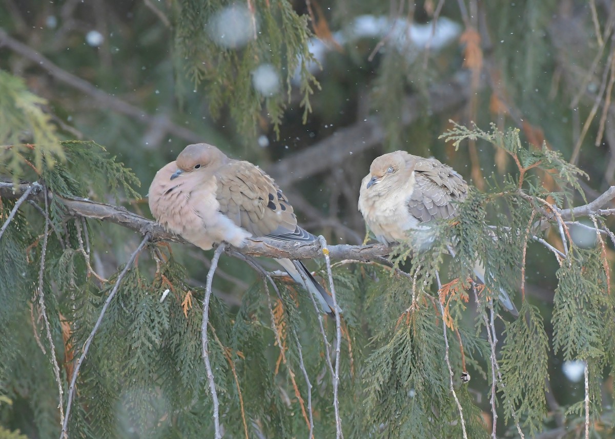 Mourning Dove - ML646448136