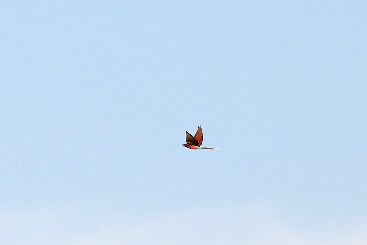 Southern Carmine Bee-eater - ML646448137