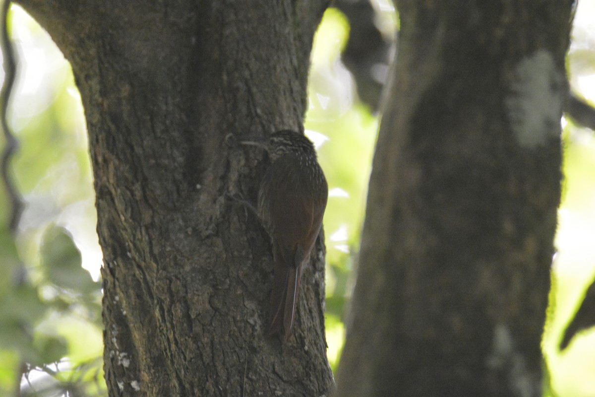 Streak-headed Woodcreeper - ML646448140