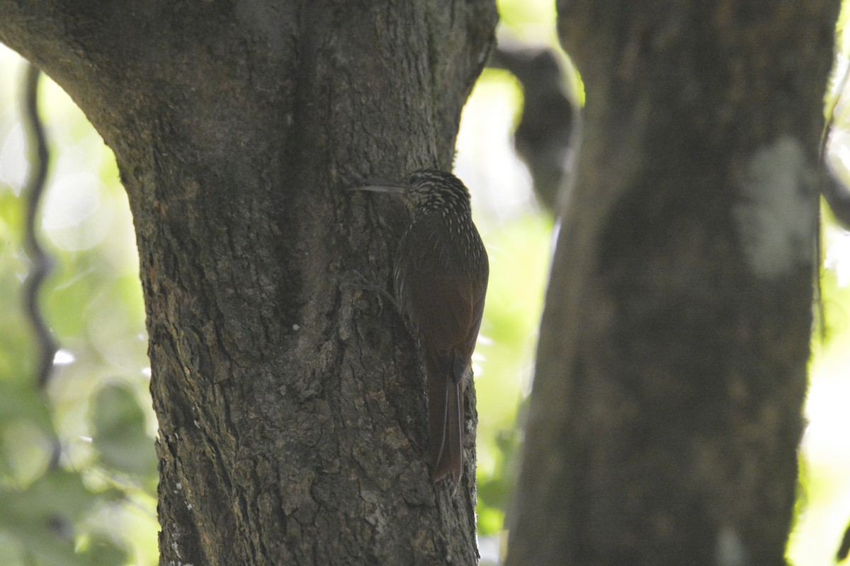 Streak-headed Woodcreeper - ML646448141