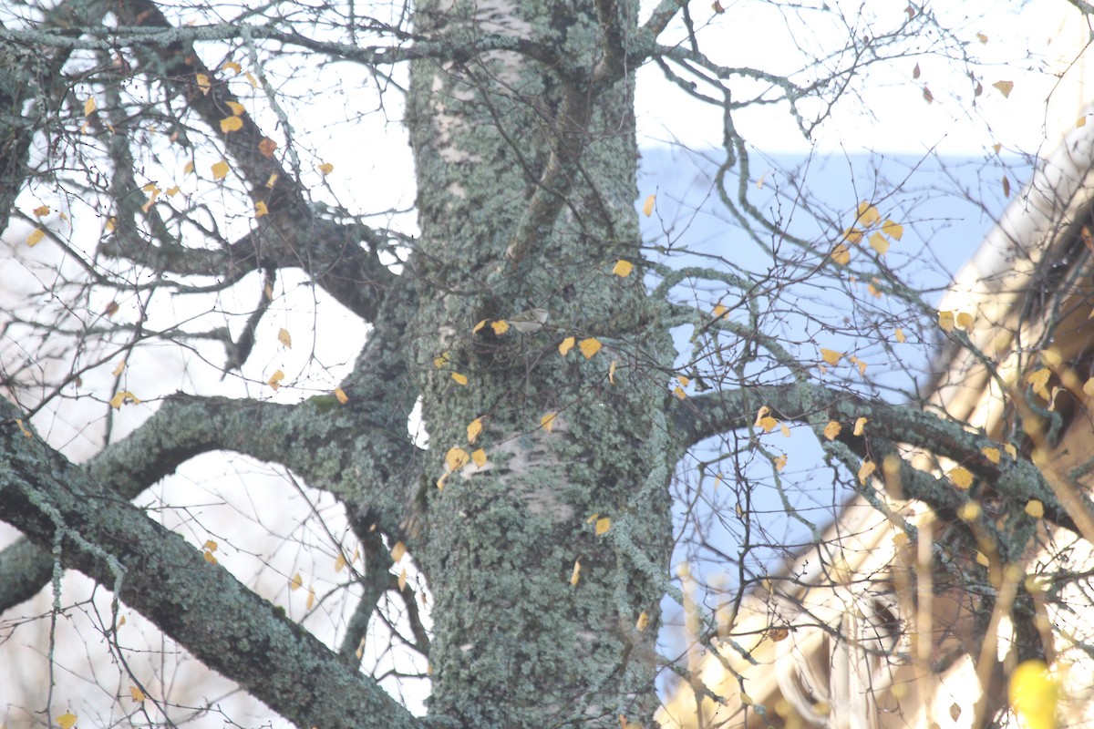 淡眉柳鶯 - ML646448144