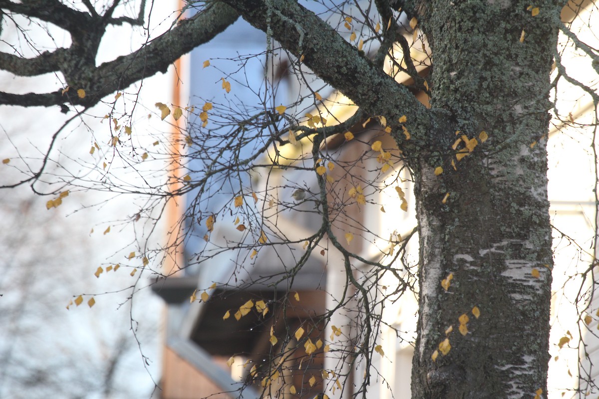 淡眉柳鶯 - ML646448145