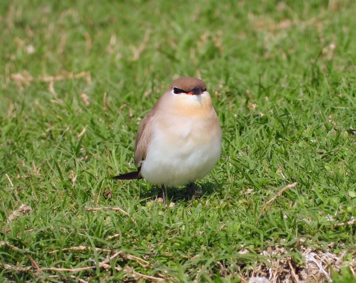 Sandbrachschwalbe - ML646448148