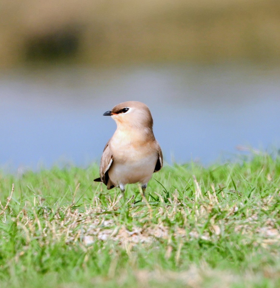 Sandbrachschwalbe - ML646448149