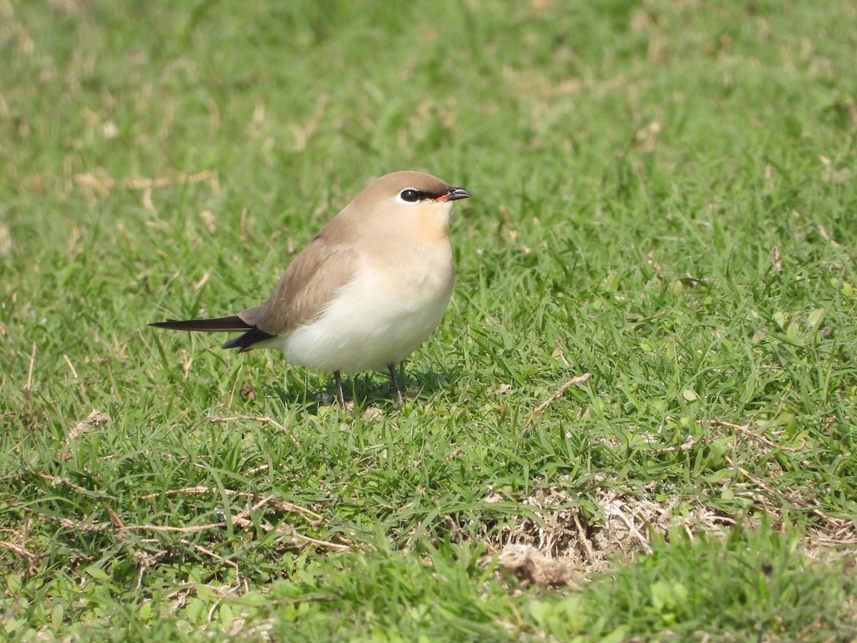 Sandbrachschwalbe - ML646448150