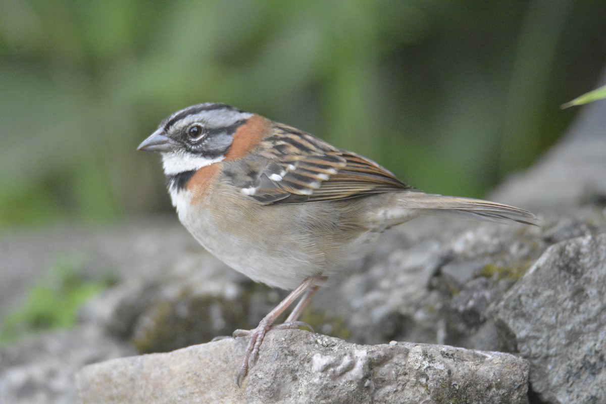 Morgenammer - ML646448151