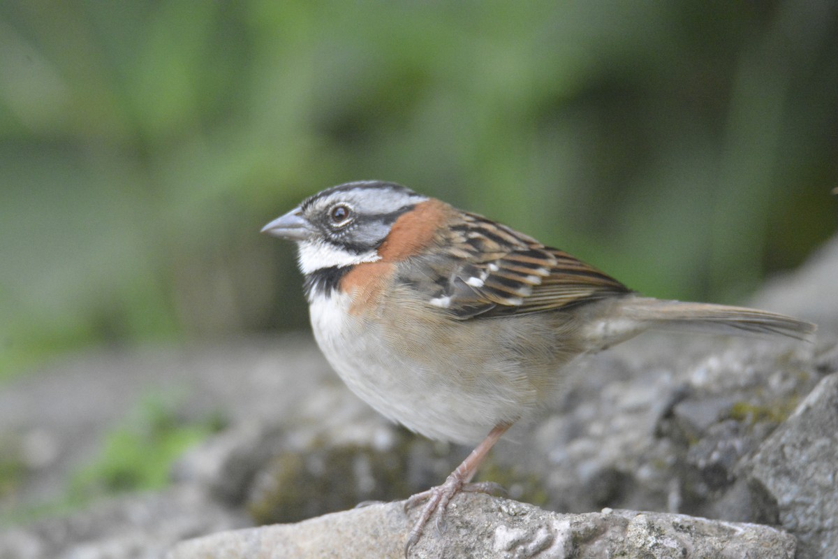 Morgenammer - ML646448152