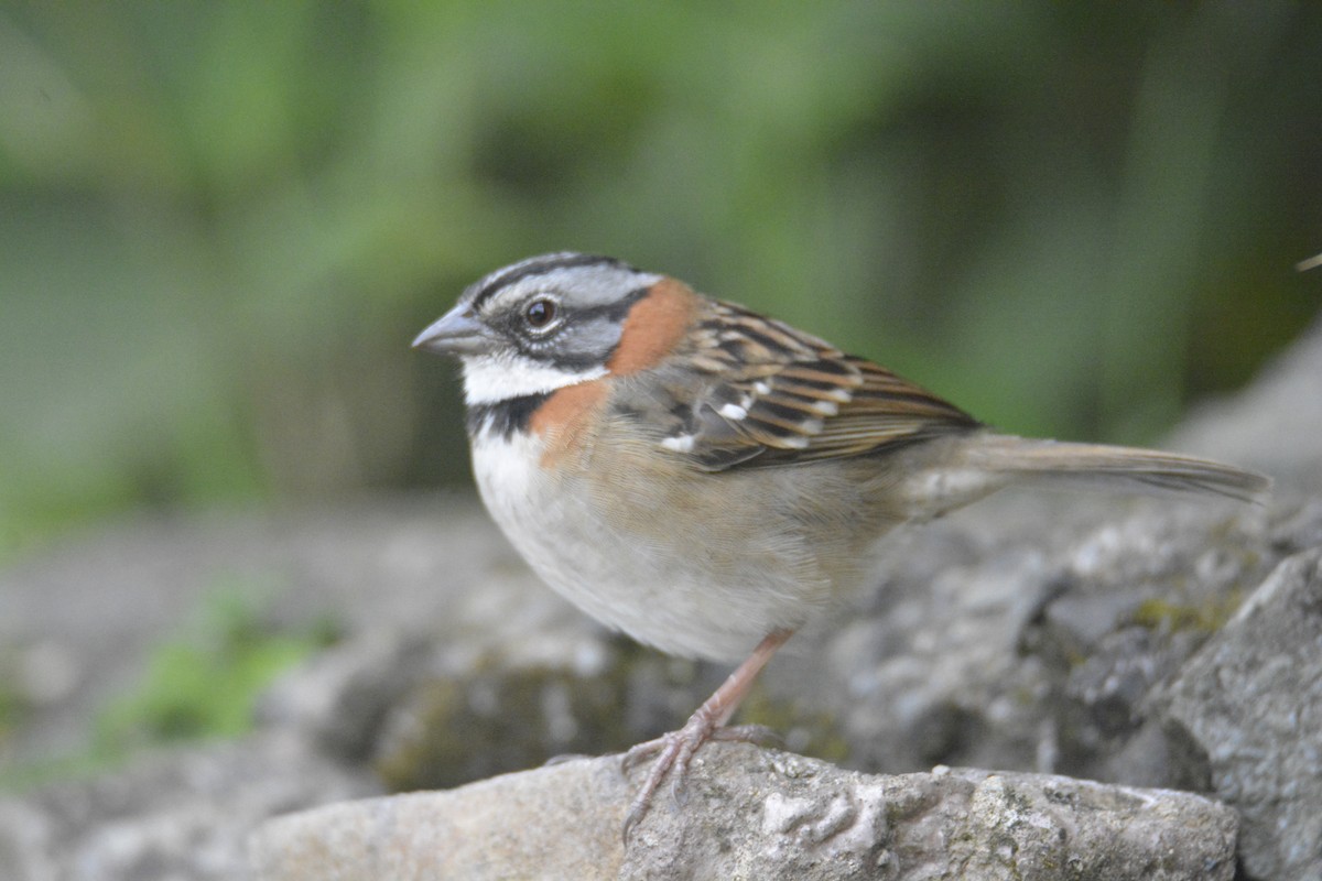 Morgenammer - ML646448153