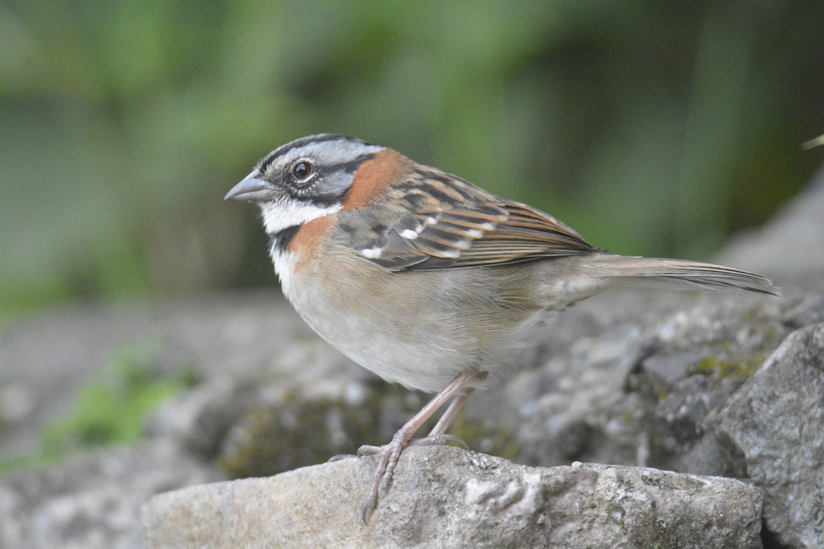 Morgenammer - ML646448154