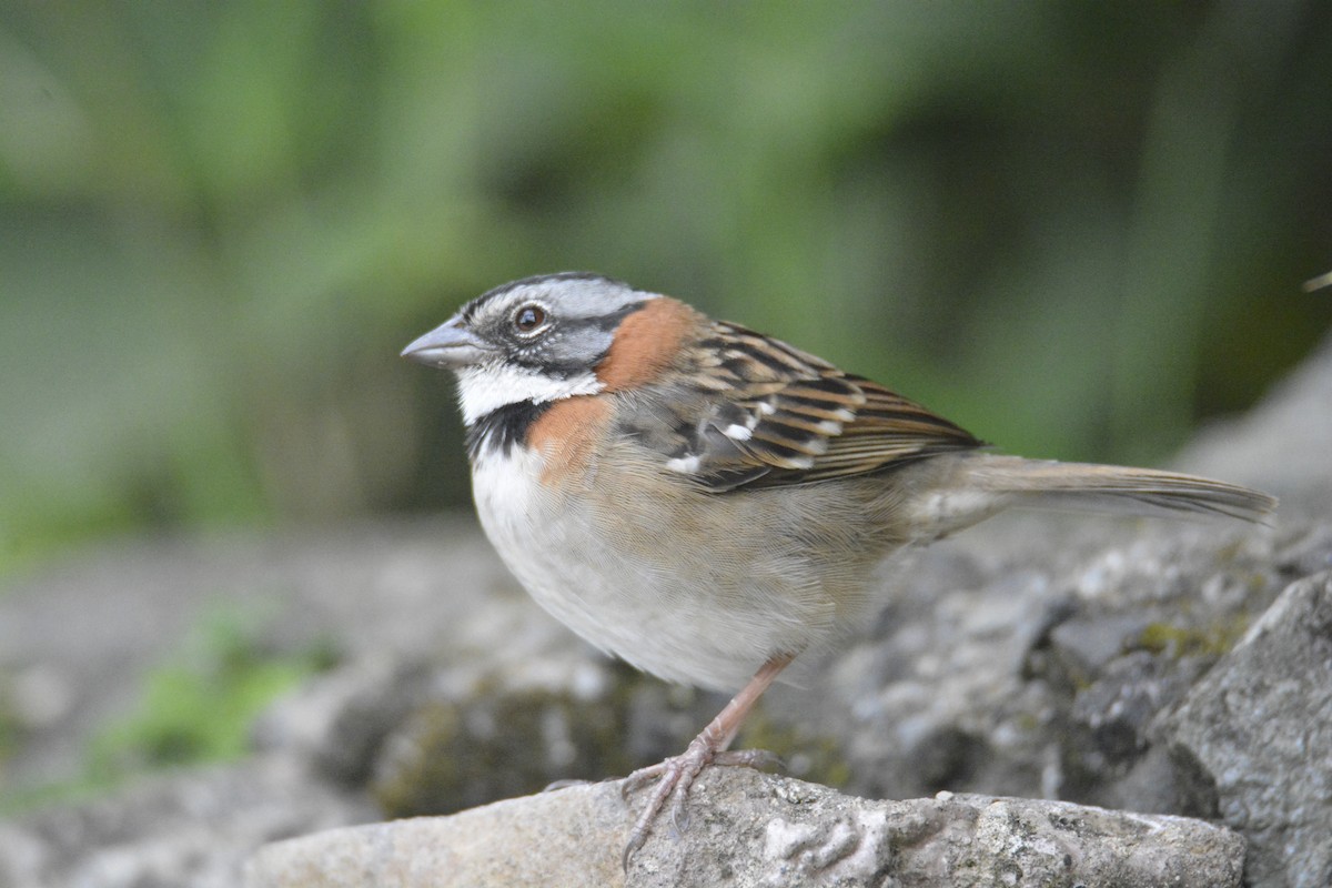 Morgenammer - ML646448155