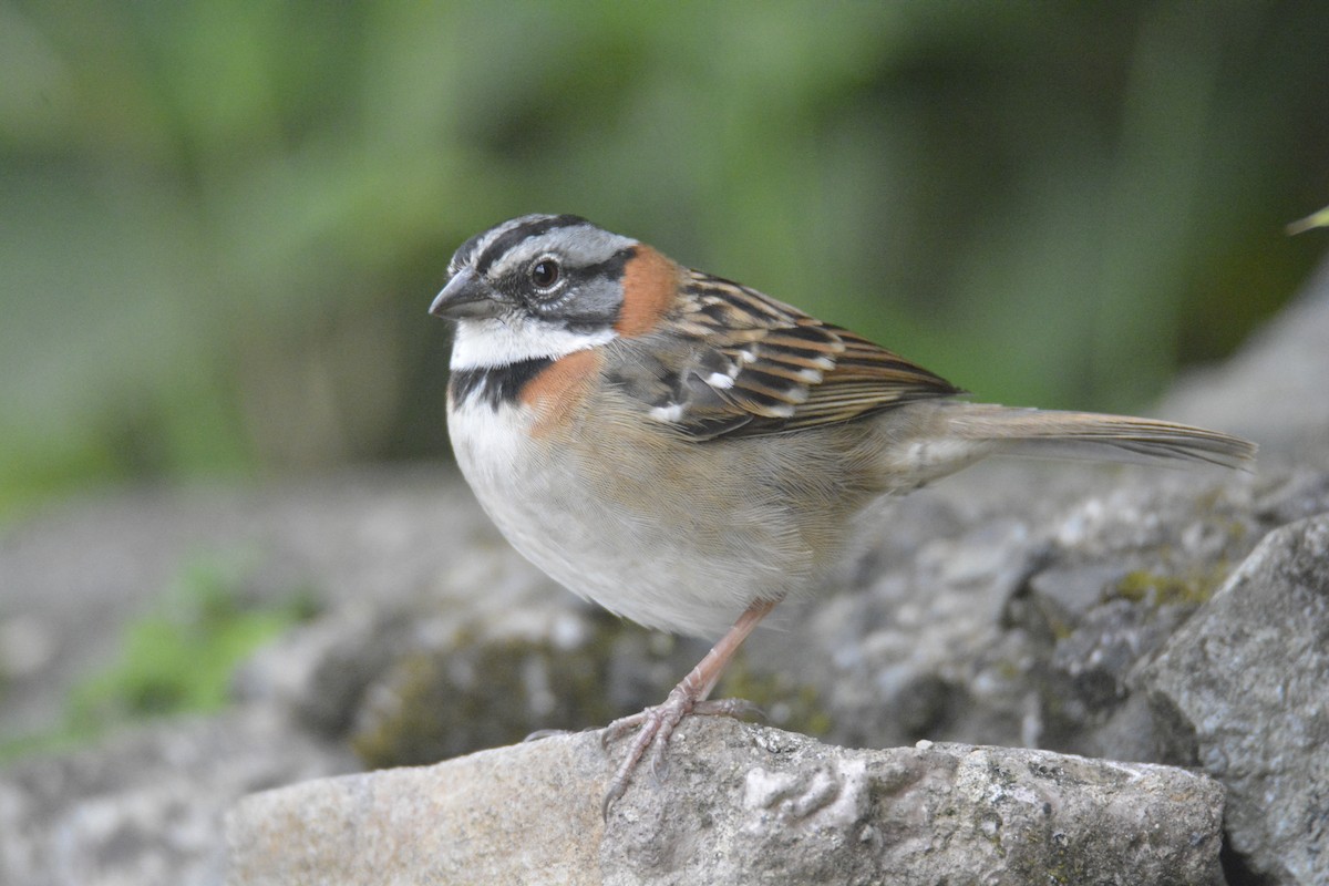 Morgenammer - ML646448156